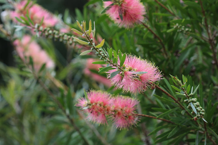 Organic Heirloom Non-GMO Pink Bottle Brush Flower Seeds for Planting – High Germination Garden Seeds