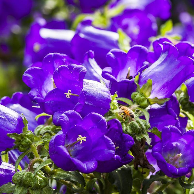 campanula campanula flower seeds