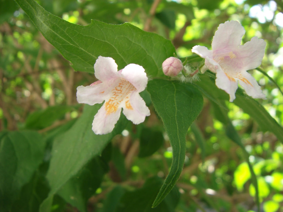white organic flower seeds