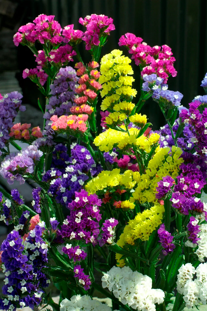 Heirloom Statice Seeds – Non-GMO Flower Seeds for Planting | High Germination Organic Garden Blooms