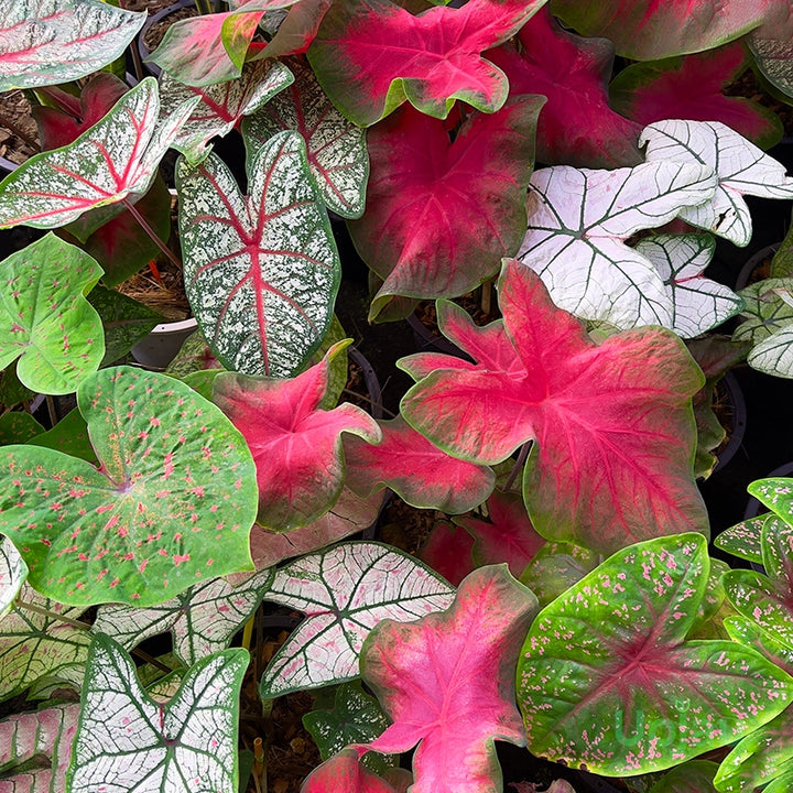 Caladium Bicolor Mixed Flower Seeds for Planting 100 pcs