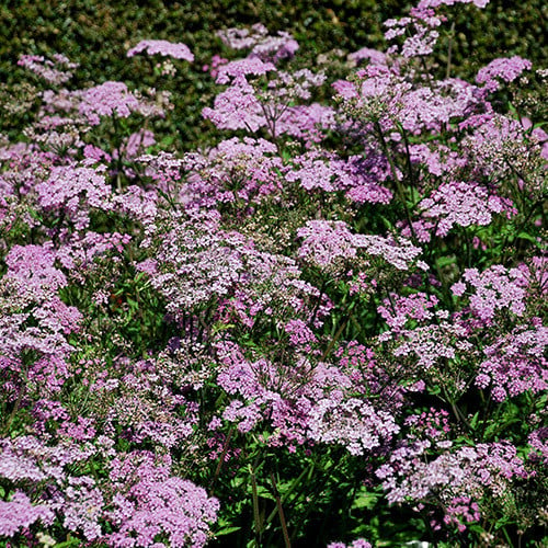 Chaerophyllum blomsterfrø til plantning - 100 stk