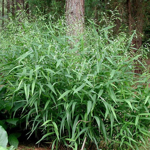 Chasmanthium Latifolium Seeds – Northern Sea Oats, Native Ornamental Grass Seeds for Planting in Gardens and Landscapes
