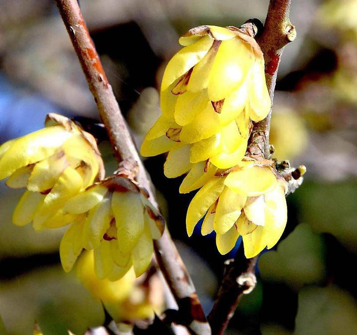 Yellow Chimonanthus Flower Seeds for Planting, 100 pcs