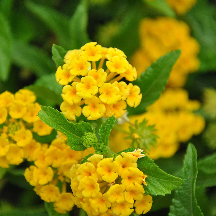 Light Yellow Lantana Flower Seeds – Heirloom Non-GMO Seeds for Planting