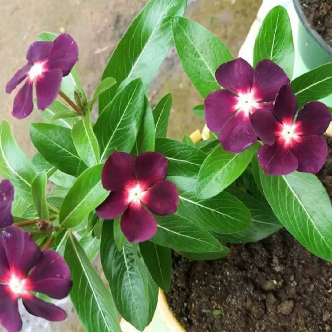 Periwinkle Vinca Mørk lilla blomsterfrø til plantning 100 stk