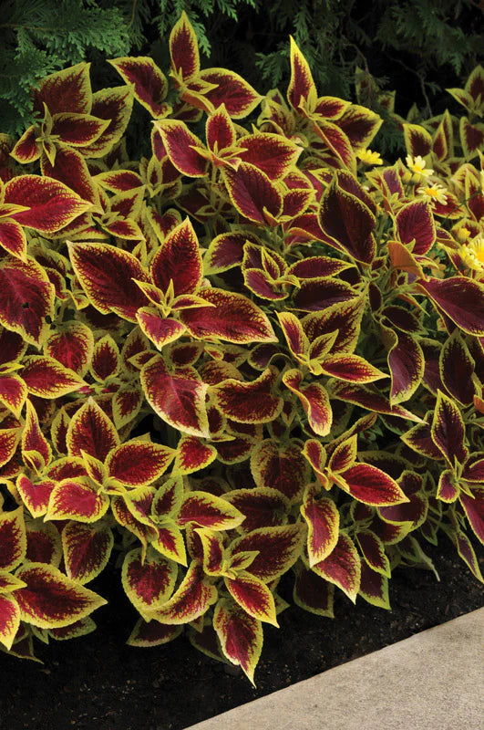 Red Yellow Coleus Plant Seeds for Planting – Heirloom, Non-GMO, High Germination Colorful Foliage Garden Seeds