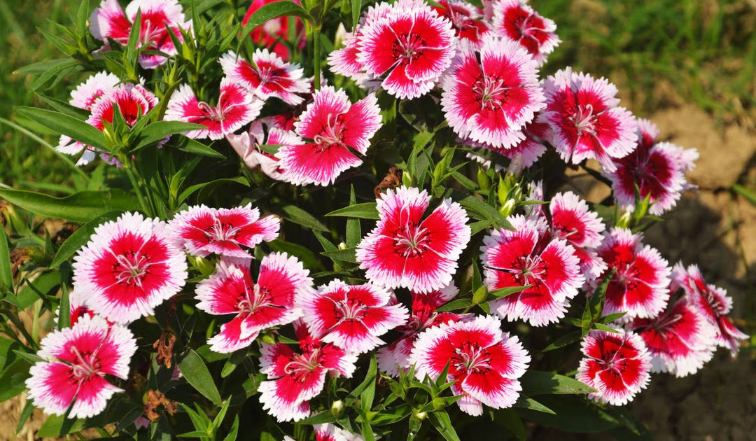 White Mix Dianthus Flower Seeds for Planting - 100 pcs