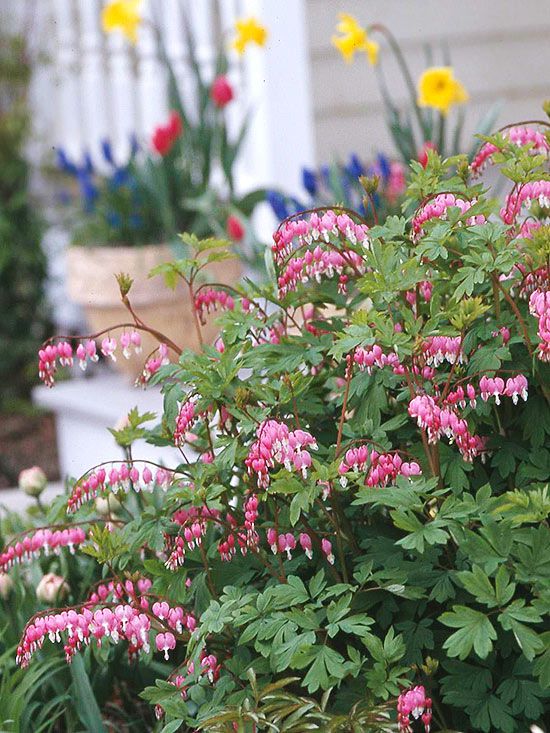 Hjerte Blomsterfrø til udplantning - Pink &amp; Hvid 100 stk