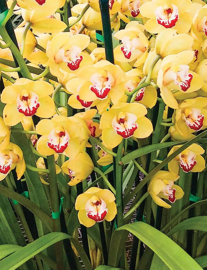 Heirloom Non-GMO Cymbidium Orchid Seeds – High Germination Flower Seeds for Planting Exotic Blooms