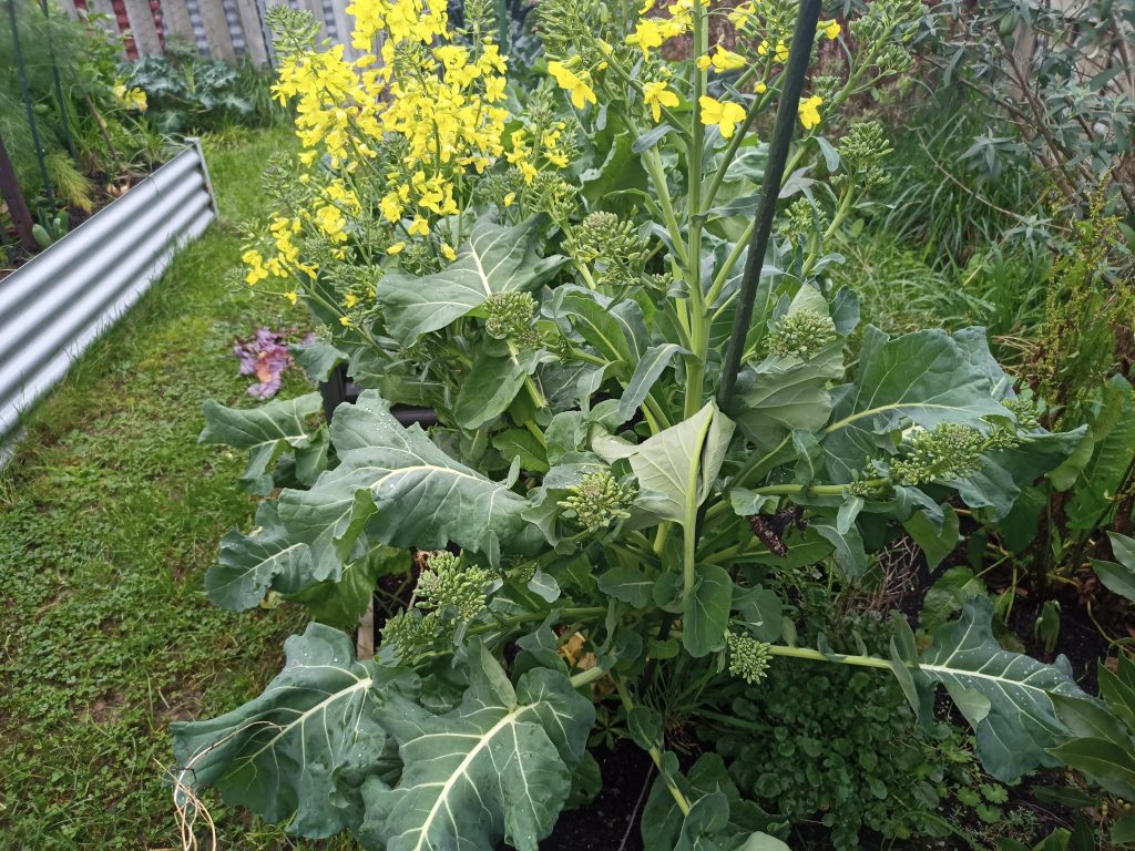 Heirloom Non-GMO Walking Stick Kale Vegetable Seeds for Home Garden Planting