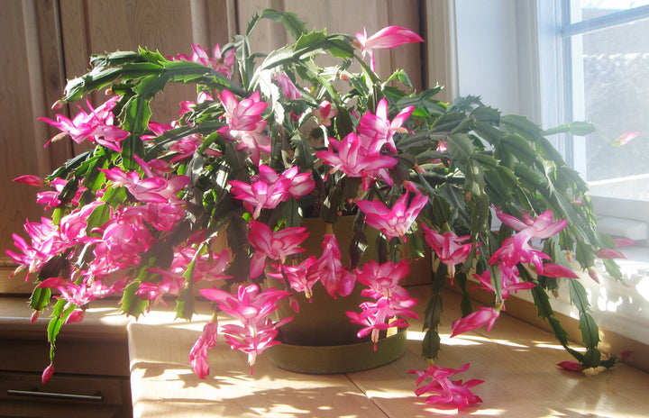 Heirloom Non-GMO Schlumbergera Flower Seeds – Rosy Christmas Cactus Blooms for Indoor Pots, High Germination