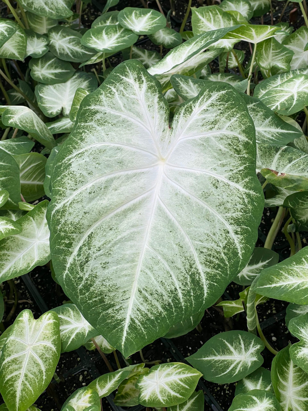 Leaf Caladium Aaron Seeds - Heirloom Ikke-GMO frø til plantning