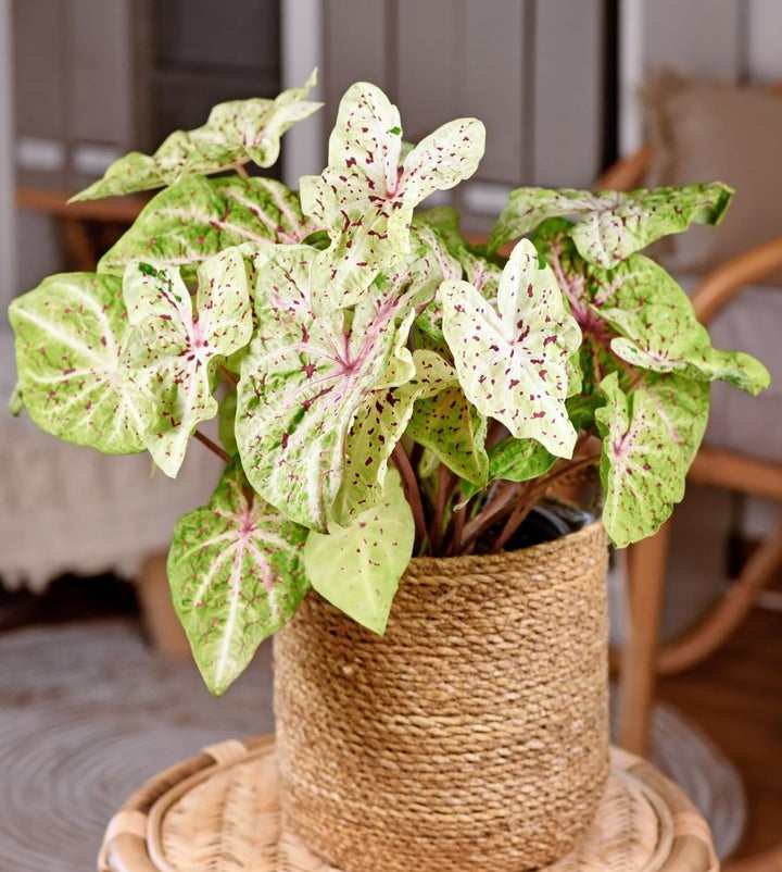 Heirloom Caladium Bicolor Multi-Colored Flower Seeds – Non-GMO, High Germination Organic Garden Seeds for Planting