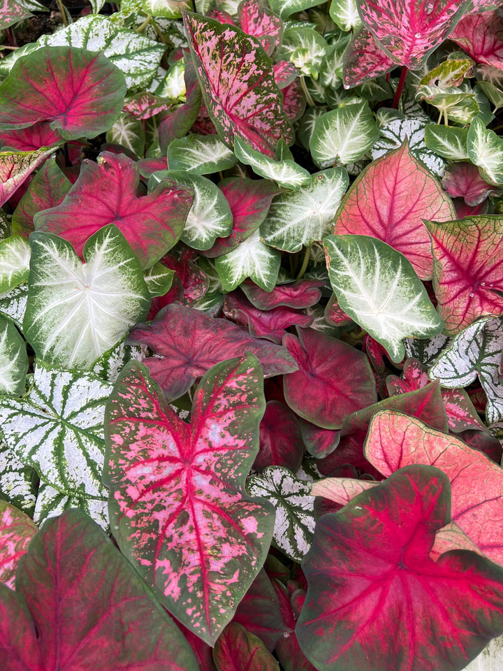 Caladium Bicolor Red Mix Flower Seeds for Planting 100 pcs