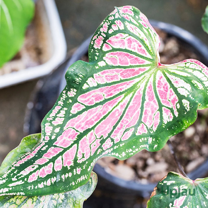 Light Pink Green Caladium Leaf Seeds – Heirloom Non-GMO High Germination Organic Garden Seeds for Planting