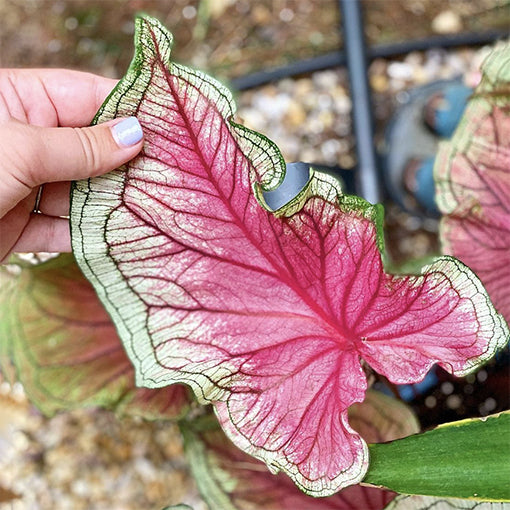 Caladium Bicolor Salmon Pink Flower Seeds for Planting 100 pcs