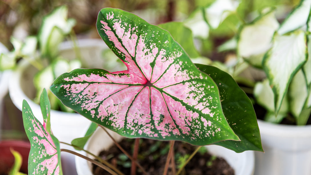 Light Pink Green Caladium Leaf Seeds – Heirloom Non-GMO High Germination Organic Garden Seeds for Planting
