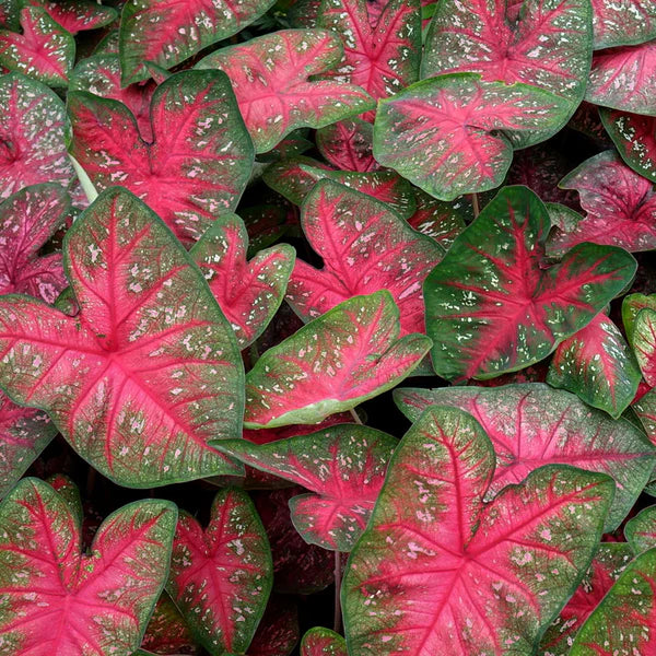 Berries and Burgundy Caladium Plant Seeds for Planting 100 pcs