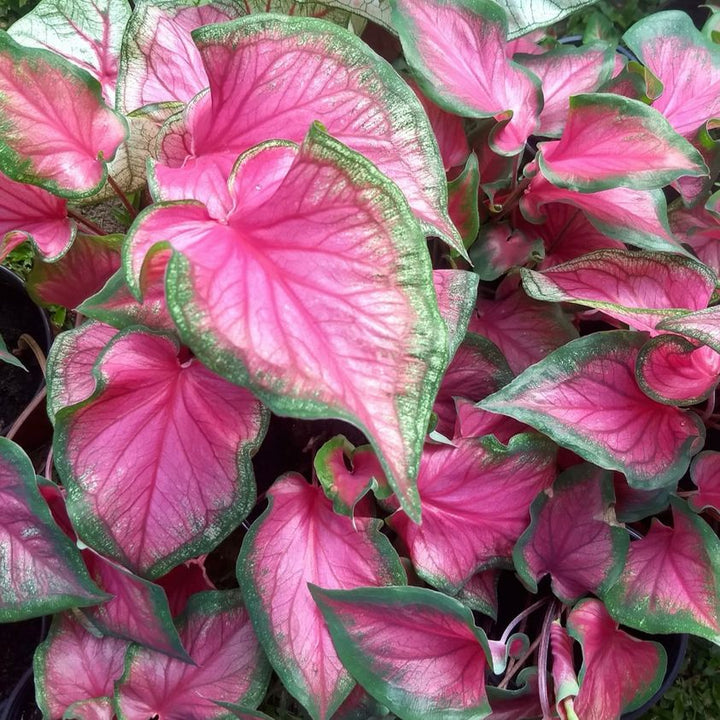 Caladium Bicolor Deep Pink Flower Seeds for Planting 100 pcs