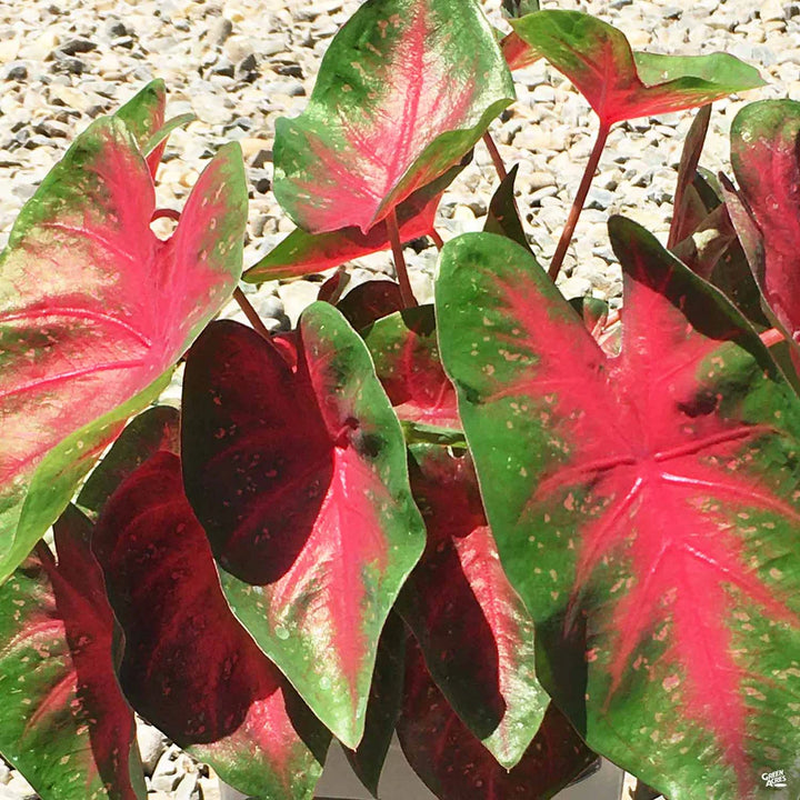 Caladium Bicolor Red Flower Seeds for Planting 100 pcs