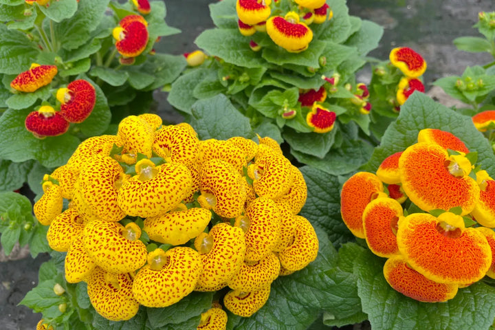 Calceolaria Zapatilla Blomsterfrø til udplantning, 100 stk