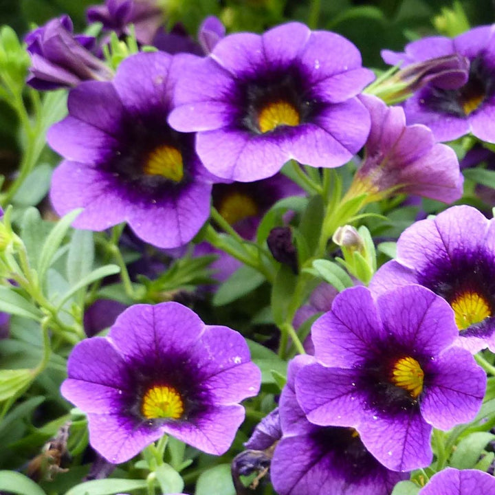 Heirloom Purple Calibrachoa Flower Seeds for Planting - Non-GMO, High Germination Organic Garden Blooming Seeds