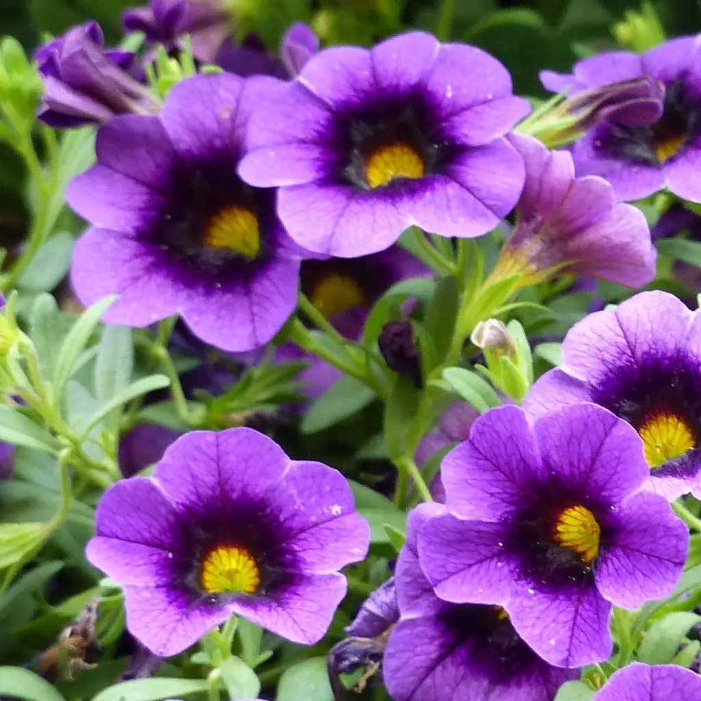 purple heirloom flower seeds