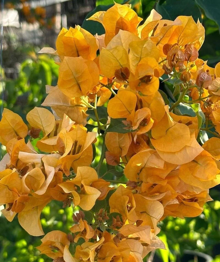 California Gold Bougainvillea Flower Seeds for Planting – Heirloom Non-GMO Seeds, High Germination Organic Garden Blooms