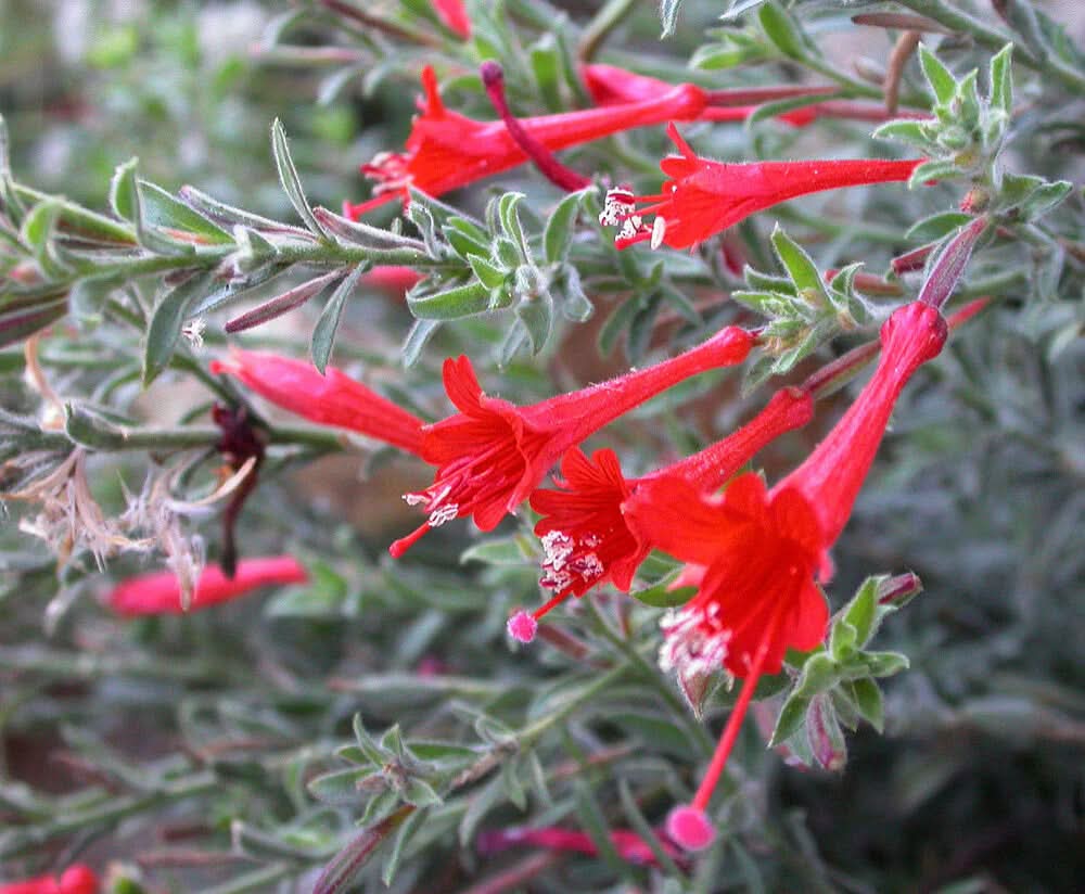 epilobium canum flower seeds