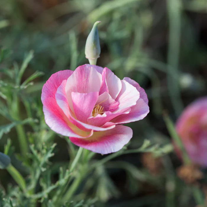 poppy eschscholzia flower seeds
