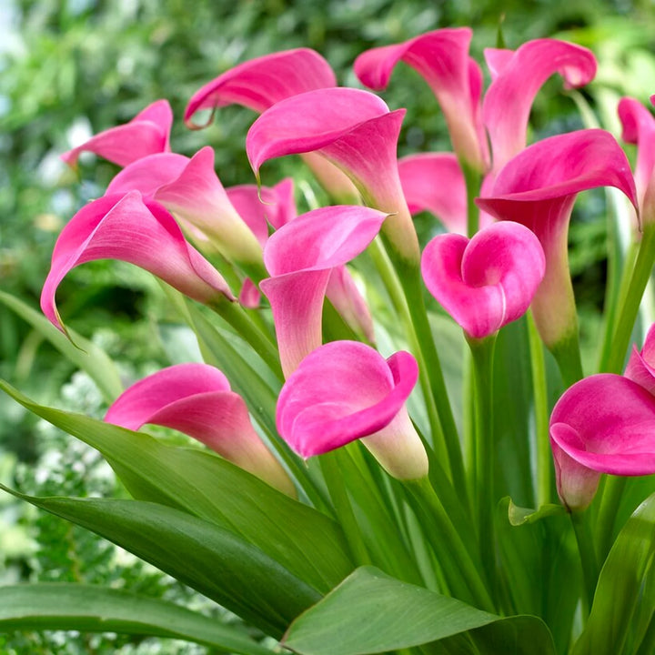 Heirloom Non-GMO Pink Zantedeschia Calla Lily Flower Seeds for Planting – Garden Blooms, High Germination