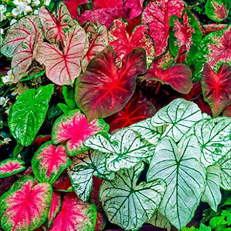 Caladium Bicolor Red Mix Flower Seeds for Planting 100 pcs