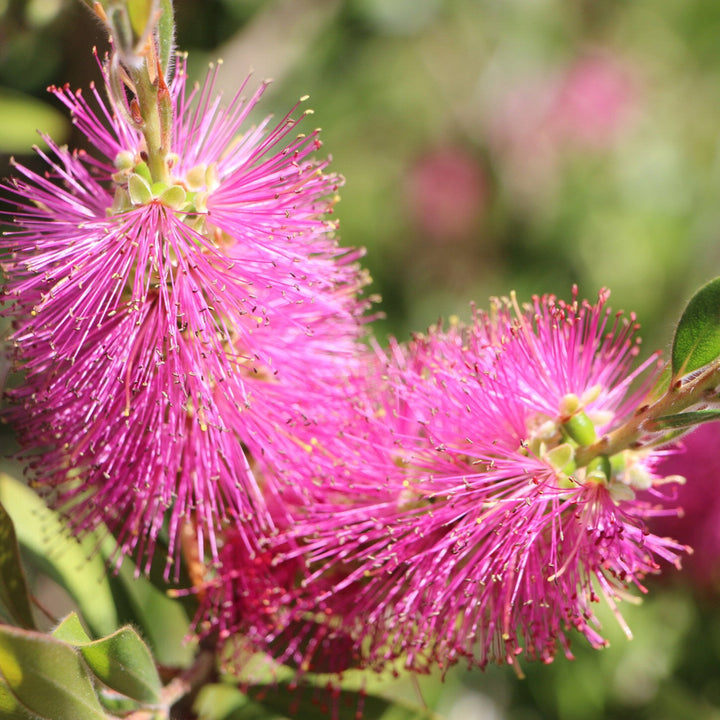 Organic Heirloom Non-GMO Pink Bottle Brush Flower Seeds for Planting – High Germination Garden Seeds