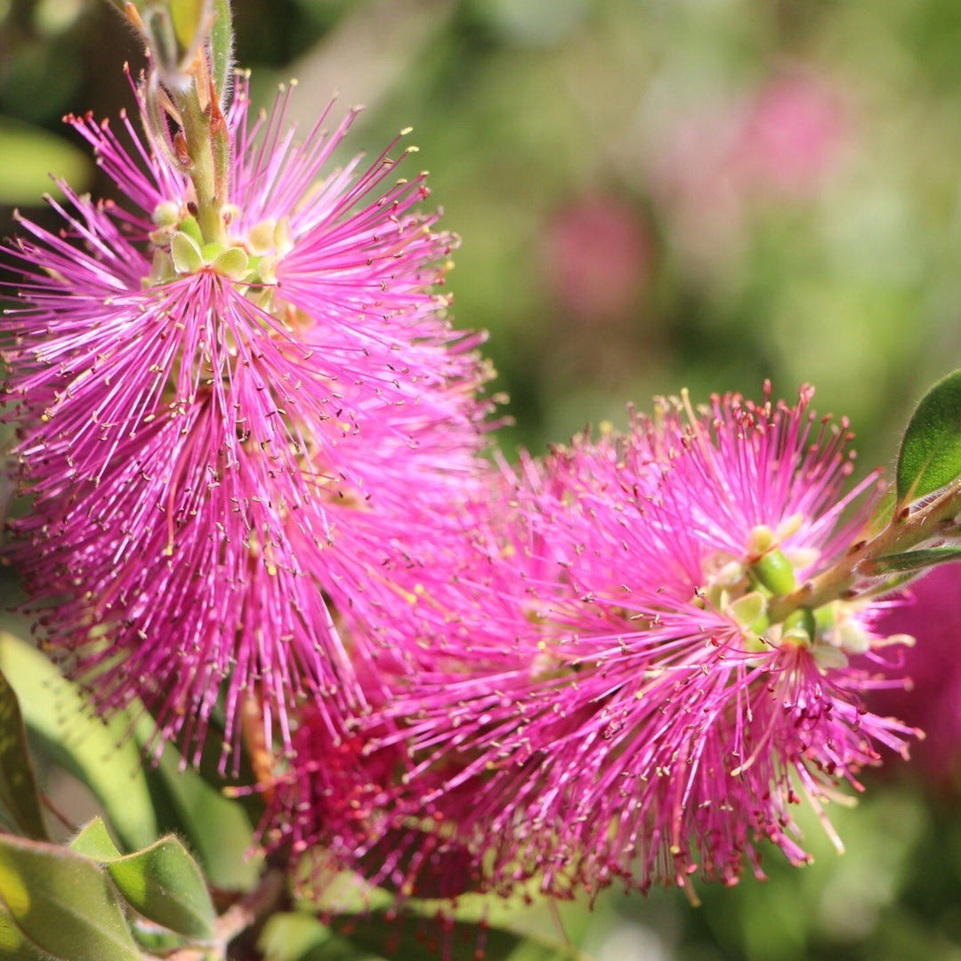 pink organic flower seeds
