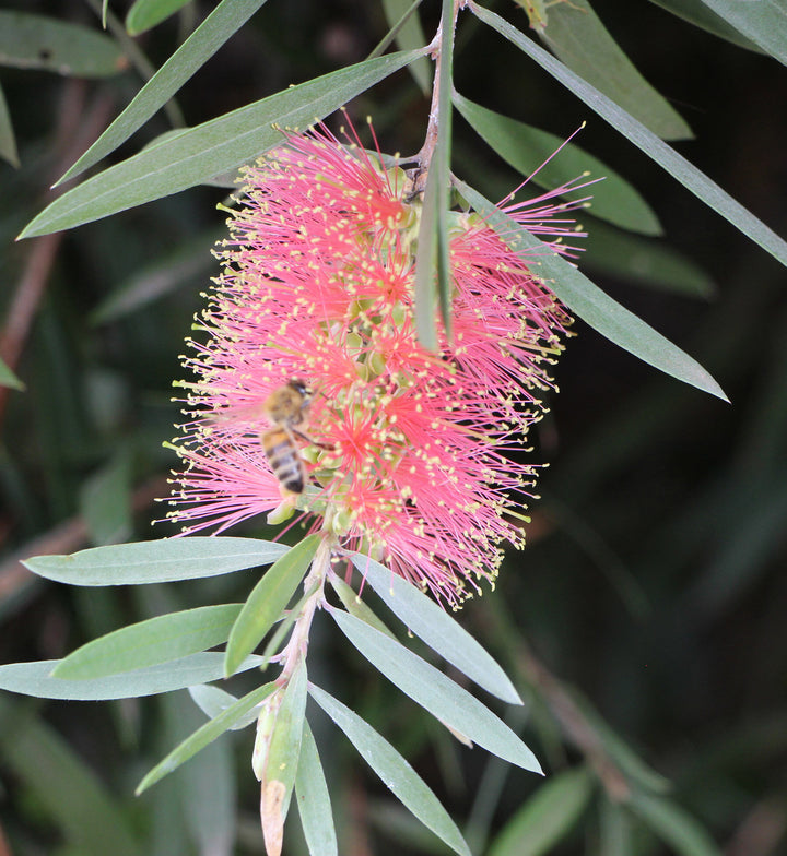 Organic Heirloom Non-GMO Pink Bottle Brush Flower Seeds for Planting – High Germination Garden Seeds