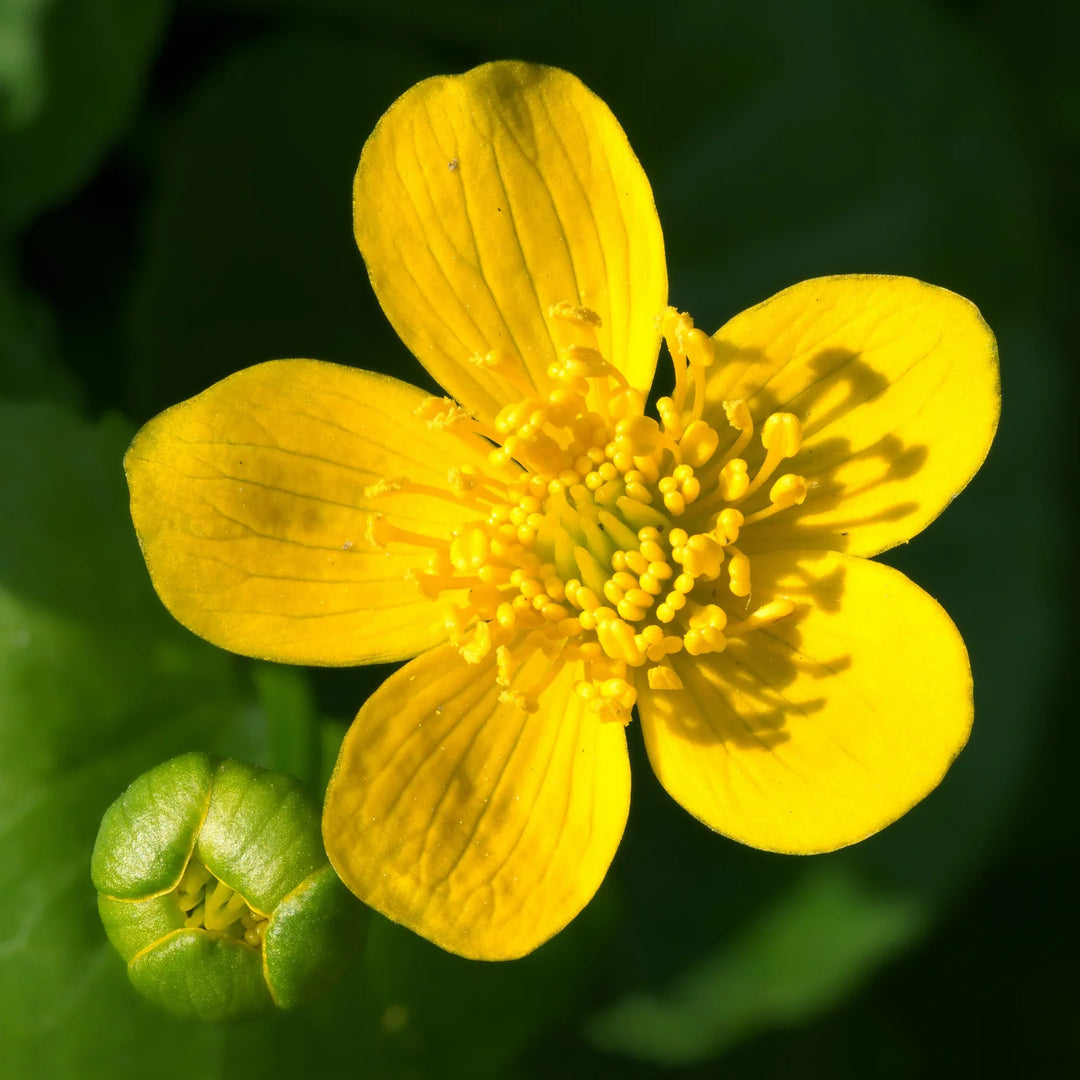 heirloom marsh flower seeds