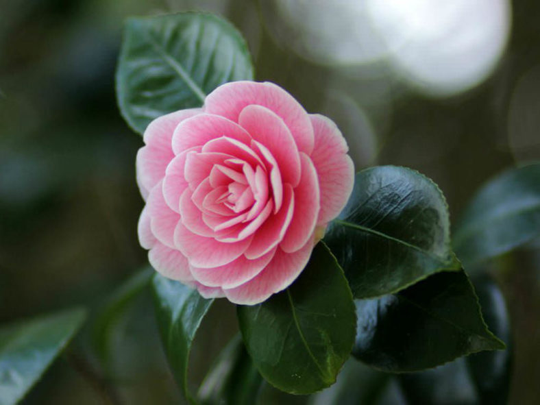 Heirloom Non-GMO Japanese Camellia Flower Seeds for Planting – Elegant Ornamental Garden Blooms