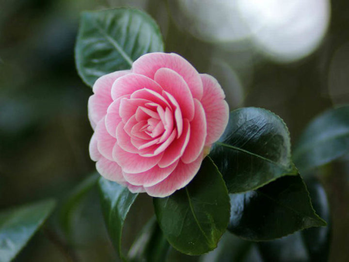 Heirloom Non-GMO Japanese Camellia Flower Seeds for Planting – Elegant Ornamental Garden Blooms