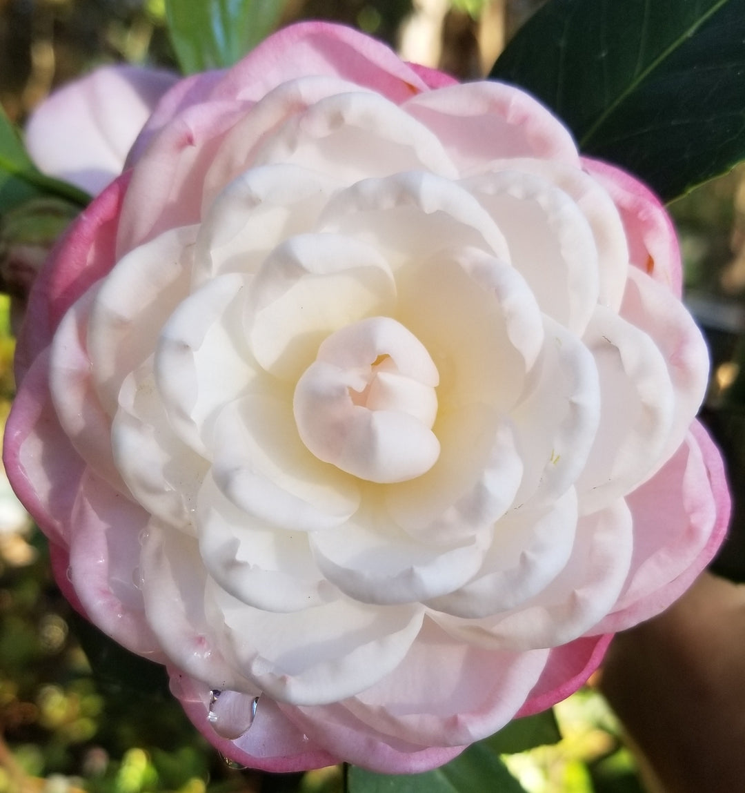 Hvide Lyserøde Camellia Blomsterfrø til udplantning, 100 stk