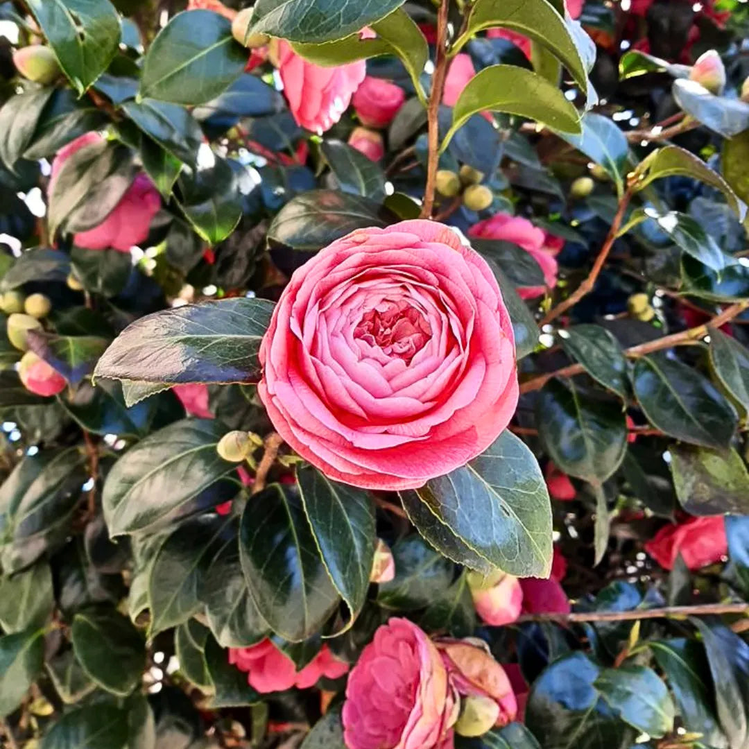 camellia camellia flower seeds