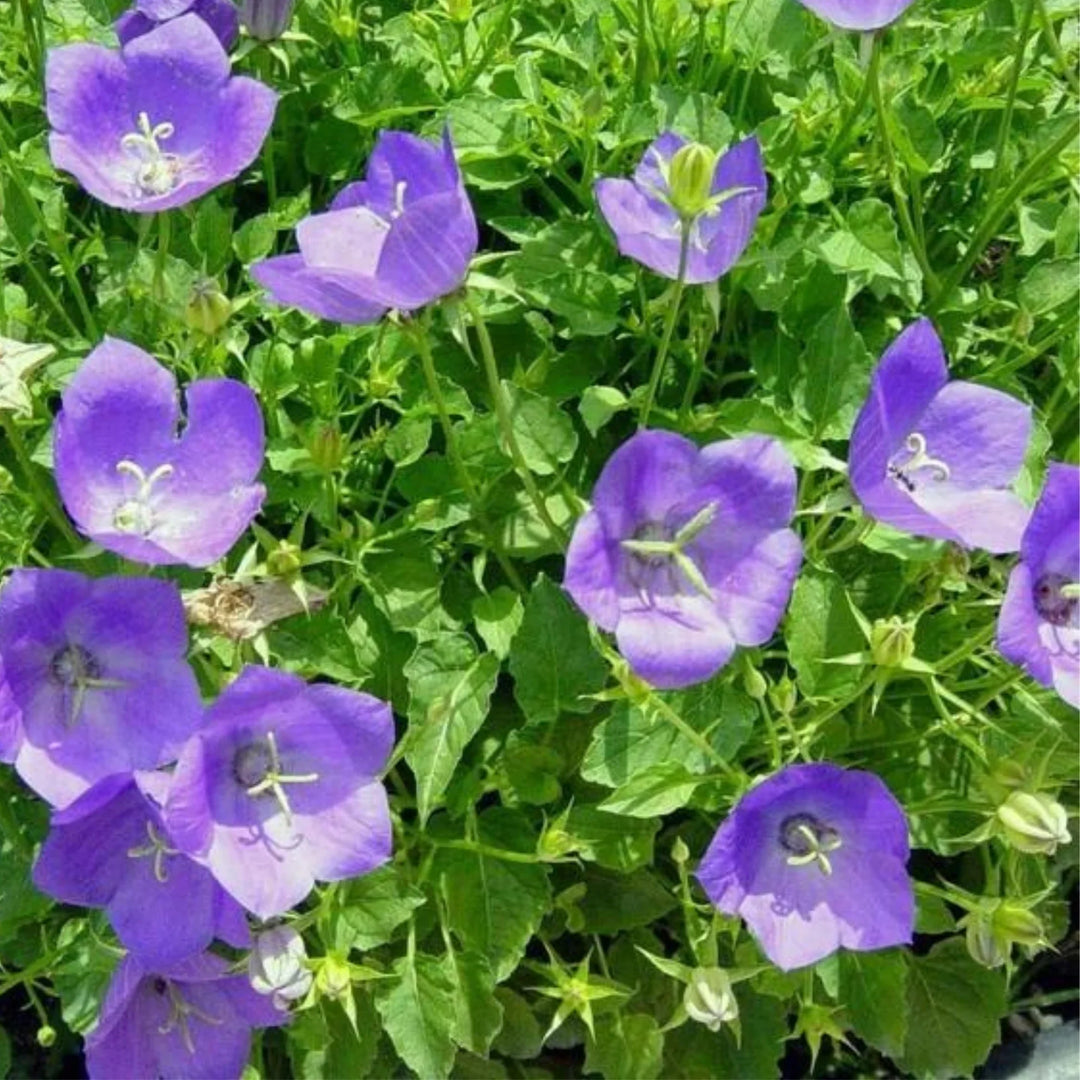campanula campanula flower seeds