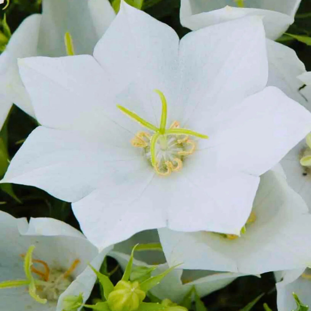 white bellflower flower seeds