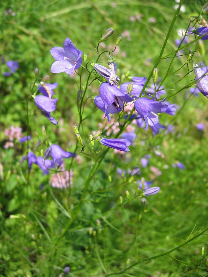 Heirloom Harebell Flower Seeds for Planting, Non-GMO