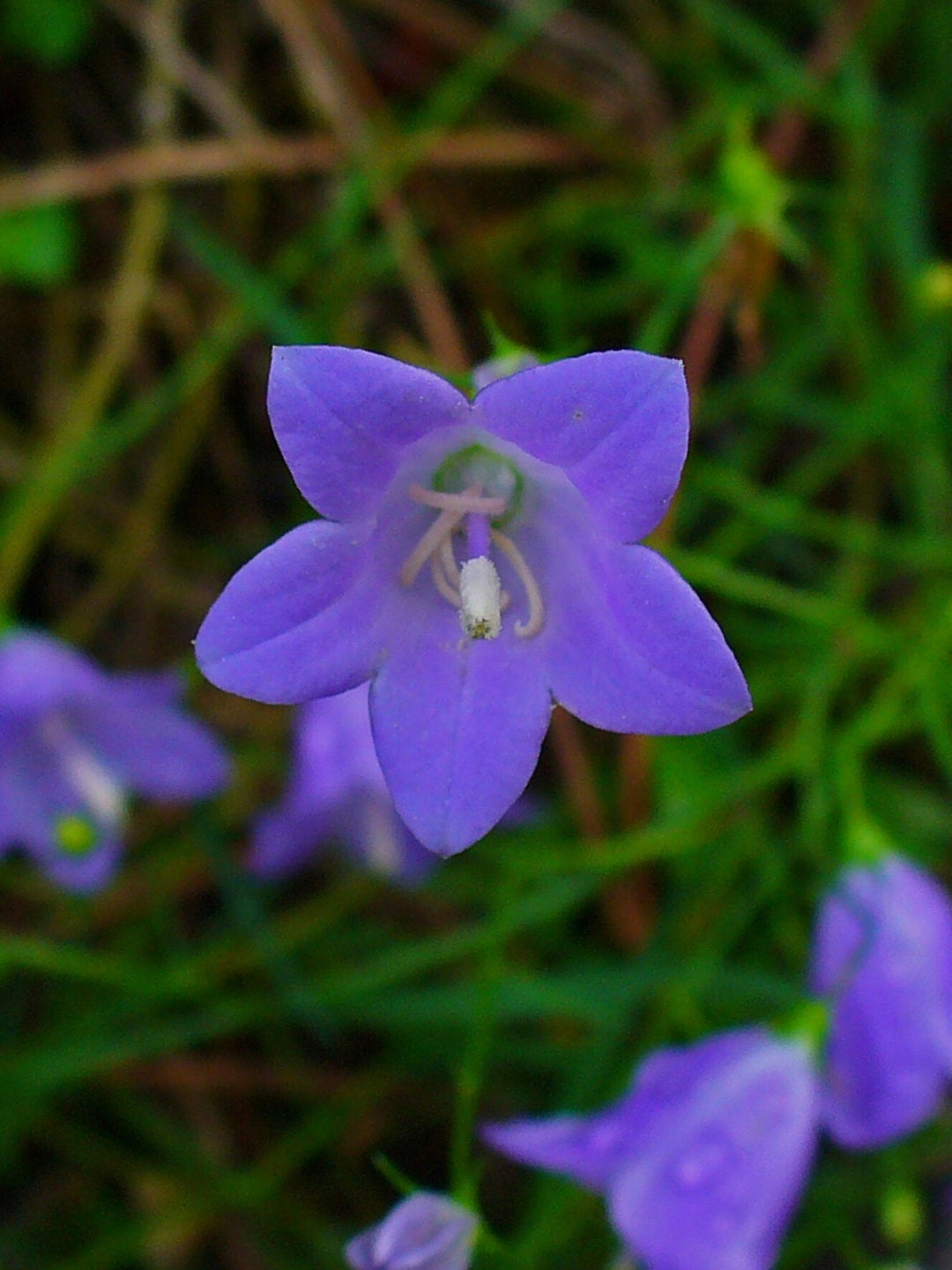 heirloom bell flower seeds