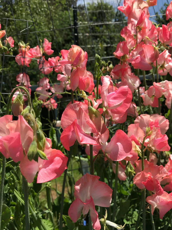 Sweet Pea Candyfloss Flower Seeds for Planting – Fragrant Climbing Blooms, Heirloom & Non-GMO