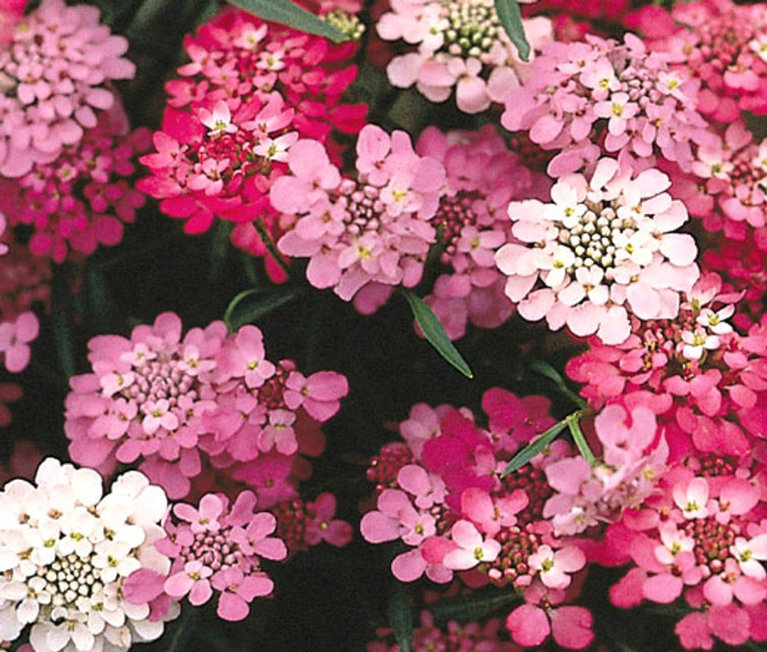 purple pink flower seeds