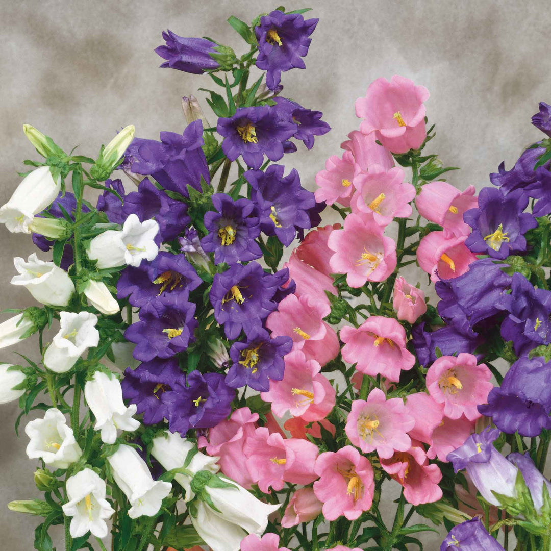 planting canterbury bells seeds Mixed Canterbury Bells Seeds – Heirloom, Non-GMO – Neeraseeds