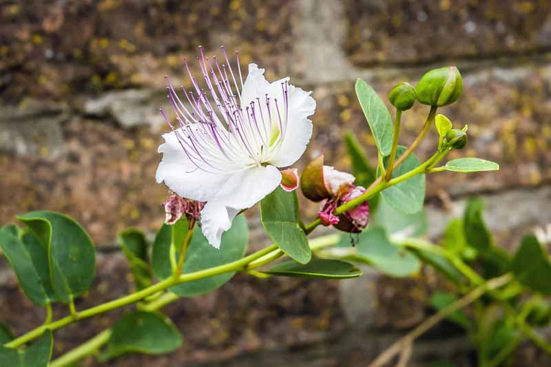 White Caper Flower Seeds for Planting, 100 pcs