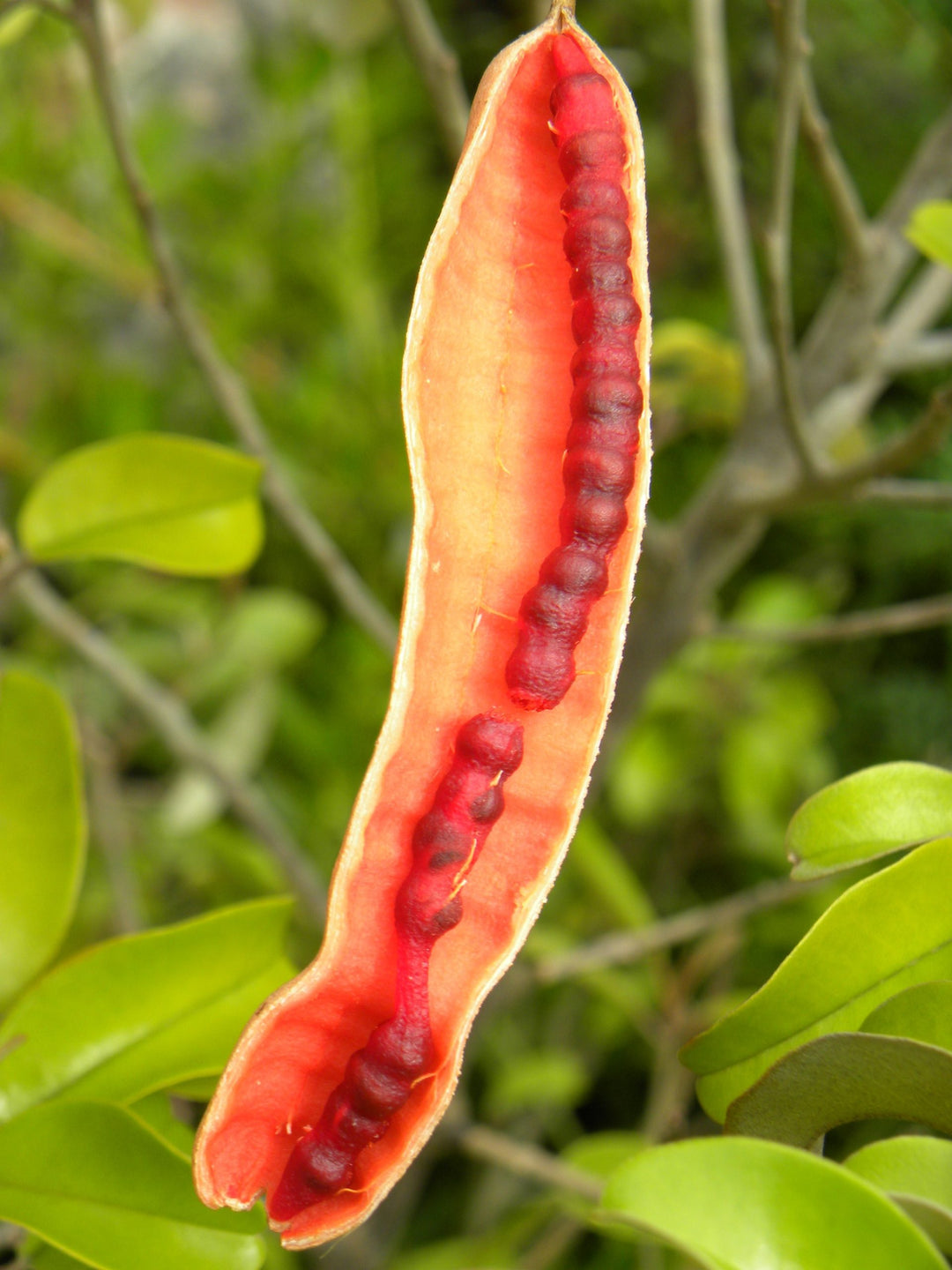 Orange Cynophallophora frugtfrø til dyrkning – 10 frø 100 stk.